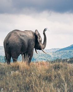 an elephant standing on top of a dry grass field with mountains in the back ground