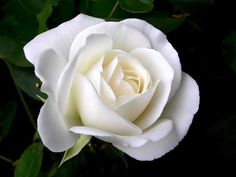 Rose Meaning, White Rose Flower, Rosa Coral, Rose Seeds, Growing Roses, Planting Roses, Rose Bush, Blooming Rose