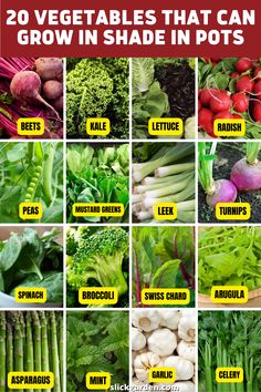 the 25 vegetables that can grow in shade in pot's are labeled with their names