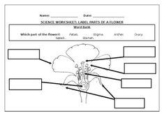 worksheet for plant and animal cell diagram with labels on the bottom, labeled