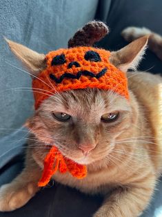 an orange cat wearing a knitted pumpkin hat