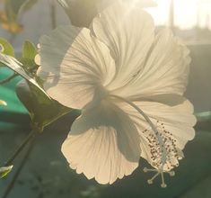 a white flower sitting on top of a green plant