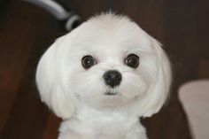 a small white dog sitting on top of a wooden floor