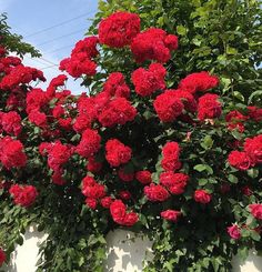 red flowers growing on the side of a building