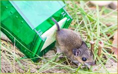 Mice in the house? Don’t panic just yet! Try this essential oil mouse repellent instead. It’s easy, quick, and works great at repelling mice from the get-go. How To Deter Mice, Mice Infestation, Catch A Mouse, Growing Mint, Peppermint Plants, Mice Repellent, Getting Rid Of Mice, Glue Traps, Keystone Species