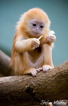 a monkey sitting on top of a tree branch holding a banana in its hand and looking at the camera