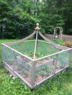 an outdoor garden with plants growing in it