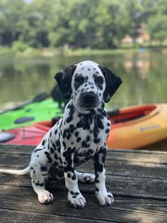 a dalmatian puppy sitting on a dock next to kayaks