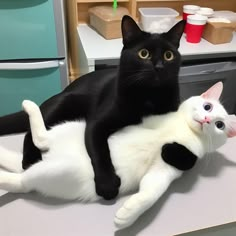 two black and white cats laying next to each other on a counter in an office