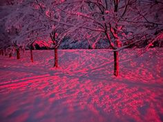 the trees are covered in snow and red light is shining down on them at night