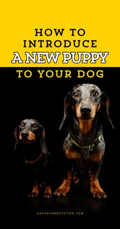 two dogs sitting next to each other with the words how to introduce a new puppy to your dog