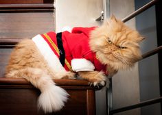 an orange cat wearing a red and white santa suit sitting on top of a dresser