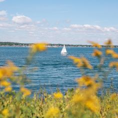 a sailboat is out on the water with yellow flowers in foreground and blue sky