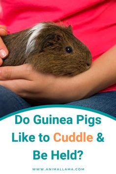 do guinea pigs like to cuddle Take It Slow