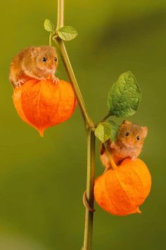 two small brown mice sitting on top of a plant with orange flowers and green leaves