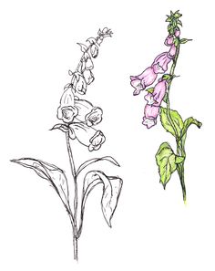 two different types of flowers are shown in this drawing, one is pink and the other is green