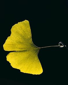 a single ginkoke leaf is hanging from a hook on a black background in the dark