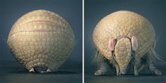 two pictures of an armadile sitting on the ground, one with its head turned to the side