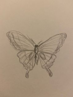 a pencil drawing of a butterfly on paper