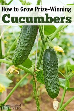 cucumbers growing in the garden with text overlay how to grow prize winning cucumbers