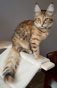 a cat sitting on top of a table next to a chair