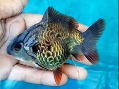 a person holding a small fish in their hand