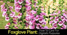 pink and white flowers with the words foxlove plant how to care for digitalis pupurea