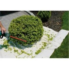 a man using a garden tool to trim a shrub