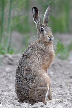 a brown rabbit sitting on top of a dirt field