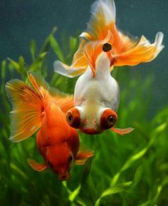 two goldfish in an aquarium looking at each other