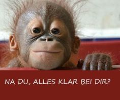 a baby monkey with its hair blowing in the wind and captioning, na du, alles klar bei dir?