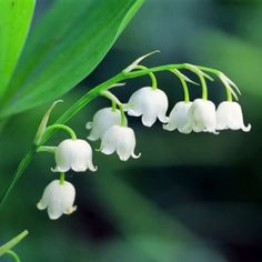 white flowers with green leaves in the background