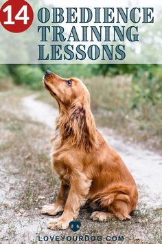 a brown dog sitting on top of a dirt road next to trees and grass with the title