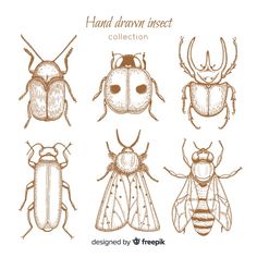 hand drawn insect collection in brown and white