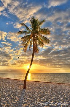 a palm tree on the beach at sunset