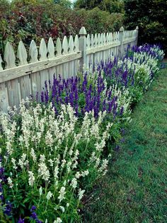 purple and white flowers in front of a wooden fence