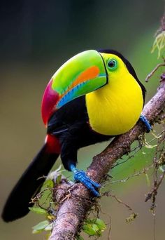 a colorful toucan sitting on top of a tree branch