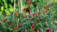 red, yellow and green peppers growing in a garden with lots of leaves on them