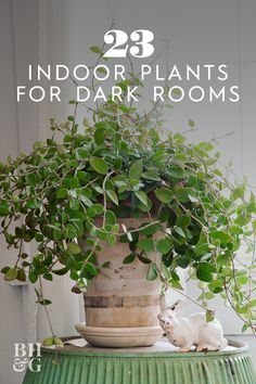 a potted plant sitting on top of a green table next to a white wall