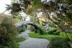 a path in the middle of a park with trees and bushes on either side of it