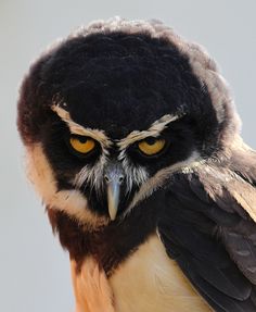 a close up of a bird with yellow eyes