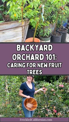 backyard orchard 101 caring for new fruit trees