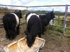 three black and white cows standing next to each other near a metal fence eating from a trough