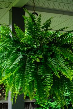 a large green plant hanging from the side of a house with lots of leaves on it