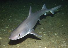 a small gray shark swimming in the ocean