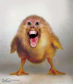 a baby monkey with its mouth open and it's teeth wide open while standing in front of a white background