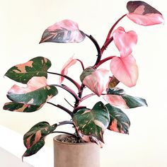 a potted plant with pink and green leaves