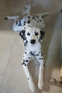 a dalmatian dog is laying on the floor