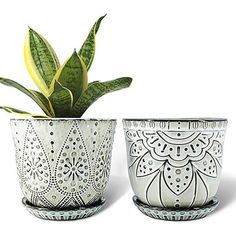 two pots with plants in them on a white background