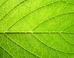 close up view of the green leaf texture stock photo - 959782